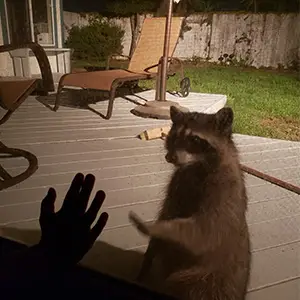 Racoon says Hello. Homebuyers Knowledge